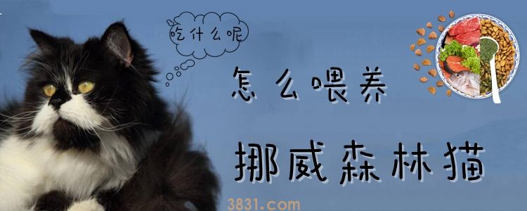 怎么喂养挪威森林猫(图1)