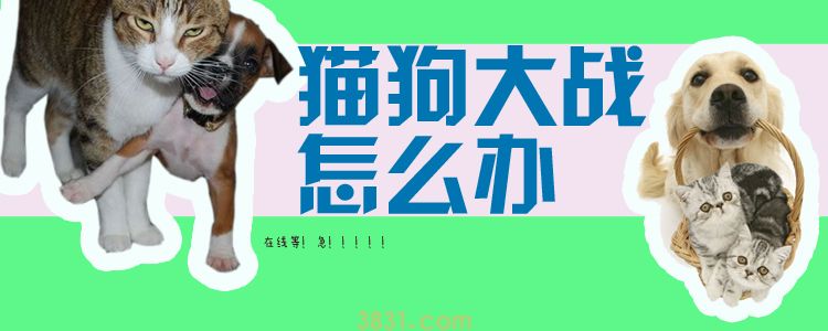 猫狗大战怎么办(图1)