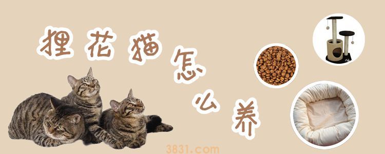 狸花猫怎么养(图1)