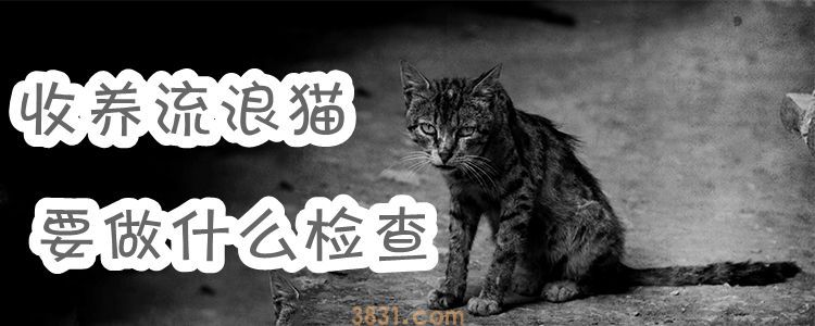 收养流浪猫要做什么检查(图1)