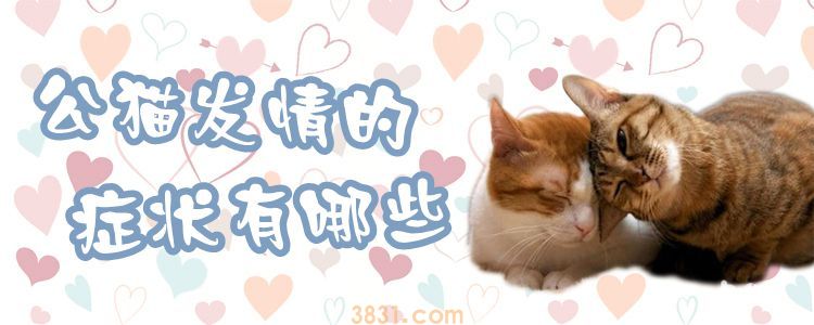 公猫发情的症状有哪些(图1)