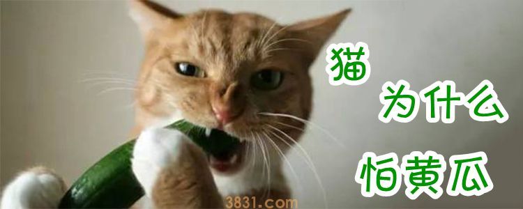 猫为什么怕黄瓜(图1)