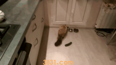 猫为什么怕黄瓜(图2)