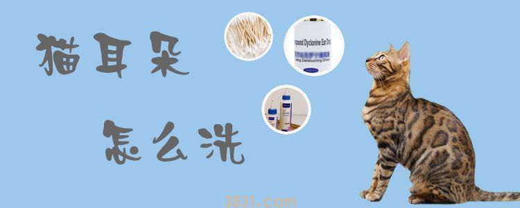 猫耳朵怎么洗(图1)