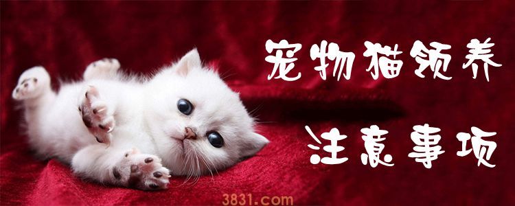 宠物猫领养注意事项(图1)