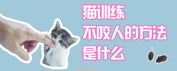 猫训练不咬人的方法是什么(图1)