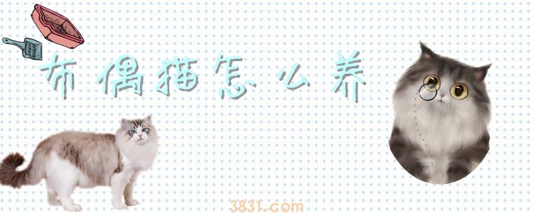 布偶猫怎么养(图1)