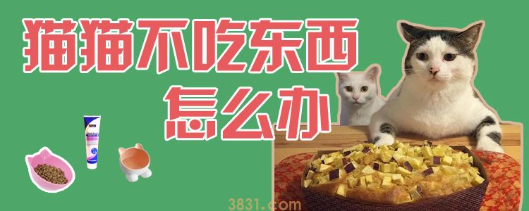 猫猫不吃东西怎么办(图1)