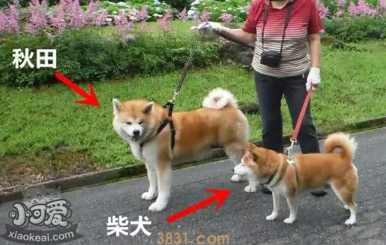 秋田犬和柴犬的区别 一张图告诉你(图1)