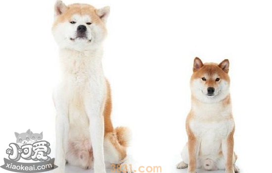 秋田犬和柴犬的区别 一张图告诉你(图2)