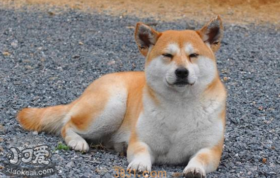 秋田犬智商排名 该如何训练秋田犬(图2)