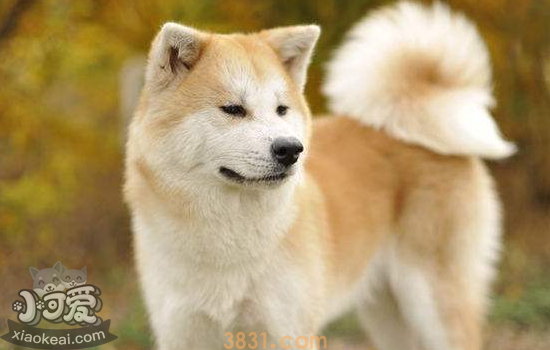 秋田犬好养吗 教你如何饲养秋田犬(图1)