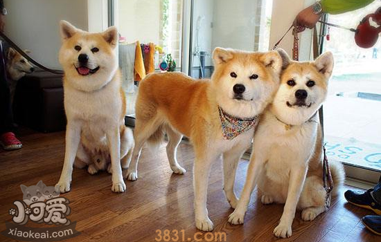 购买秋田犬的注意事项 避免你买到“星期狗”(图2)