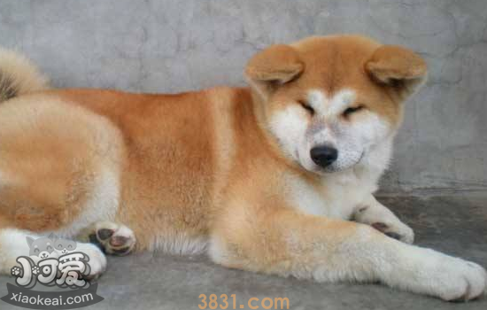 怎么看秋田犬品相 教你如何挑选秋田犬(图1)