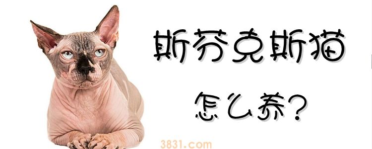 斯芬克斯猫怎么养(图1)