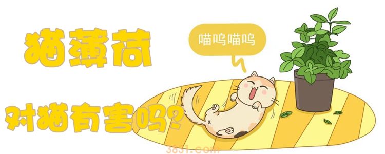 猫薄荷对猫有害吗(图1)