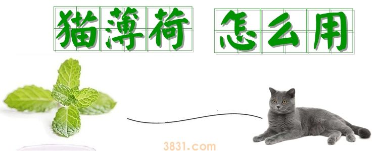 猫薄荷怎么用(图1)