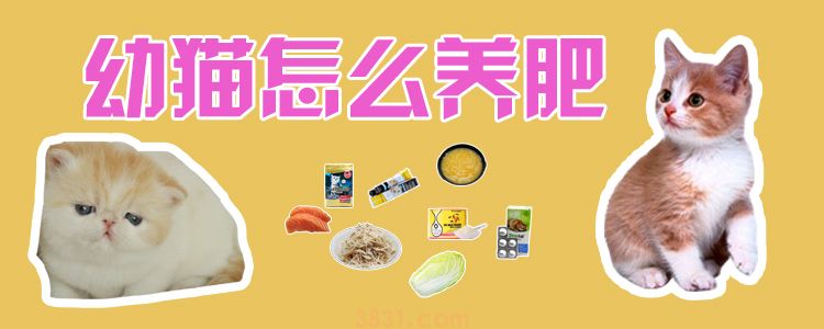 幼猫怎么养肥(图1)