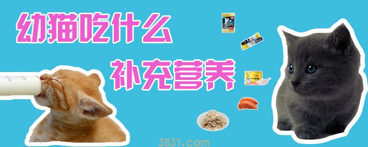幼猫吃什么补充营养(图1)