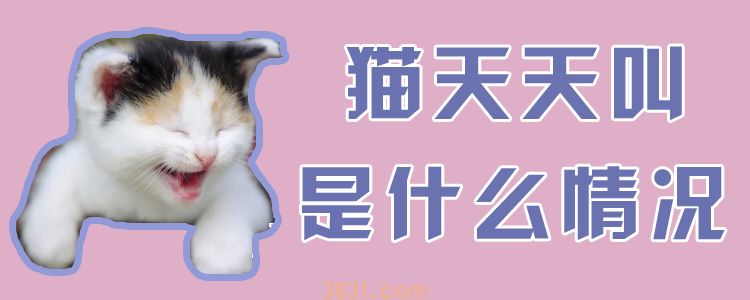 猫天天叫是什么情况(图1)