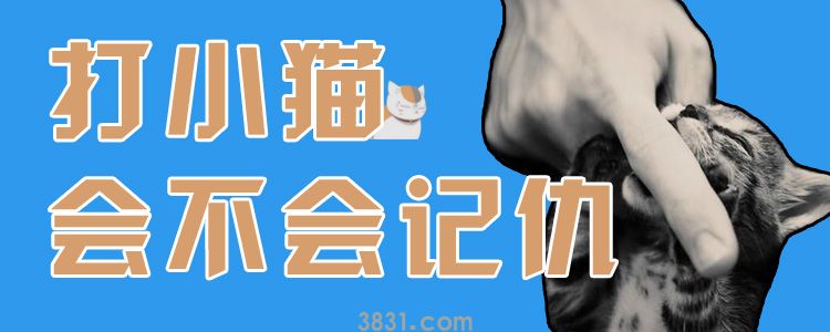 打小猫会不会记仇(图1)