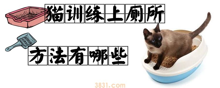 猫训练上厕所方法有哪些(图1)