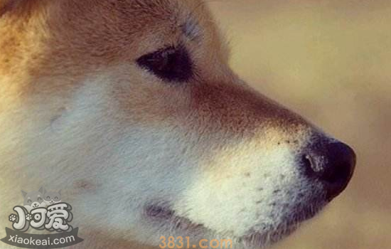 柴犬的夏季护理知识 不要再给柴犬剃毛啦(图1)