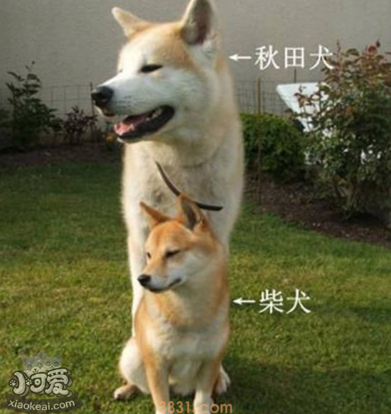 柴犬和秋田犬的区别 你更喜欢哪一个?(图2)