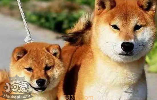 柴犬和秋田犬的区别 你更喜欢哪一个?(图1)