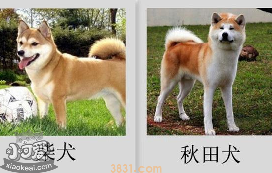 柴犬和秋田犬的区别 原来这么好分辨!(图1)