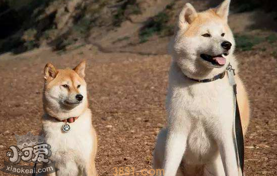 柴犬和秋田犬的区别 原来这么好分辨!(图2)