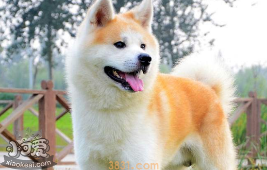 柴犬和秋田犬的区别 原来这么好分辨!(图3)