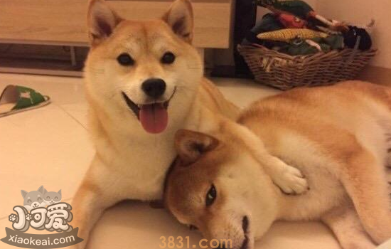柴犬智商排名 柴犬该如何训练(图1)