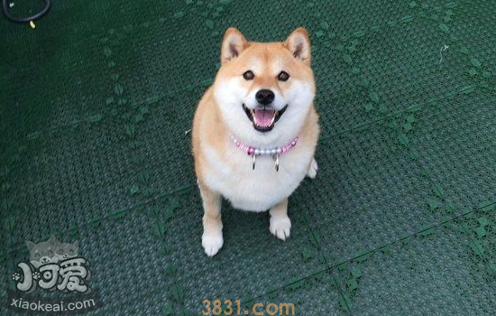 柴犬寿命有多少年 如何延长狗狗的寿命(图1)