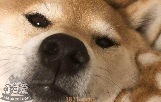 柴犬的性格特征 你足够了解柴犬吗?(图1)