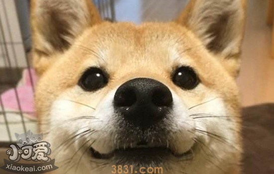 饲养柴犬的注意事项 你一定要知道(图1)