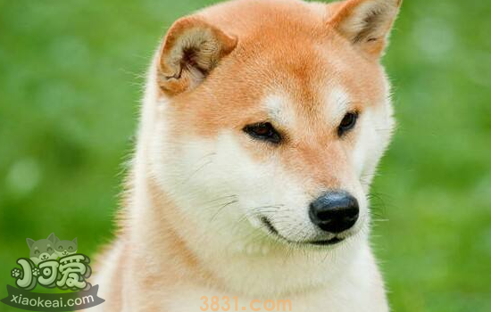 秋田犬口臭怎么办 给狗狗刷牙的方法(图1)
