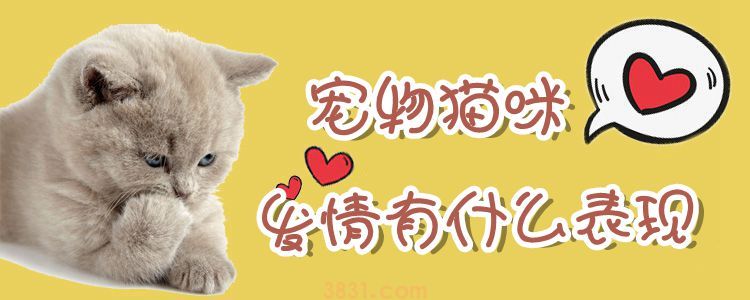 宠物猫咪发情有什么表现(图1)
