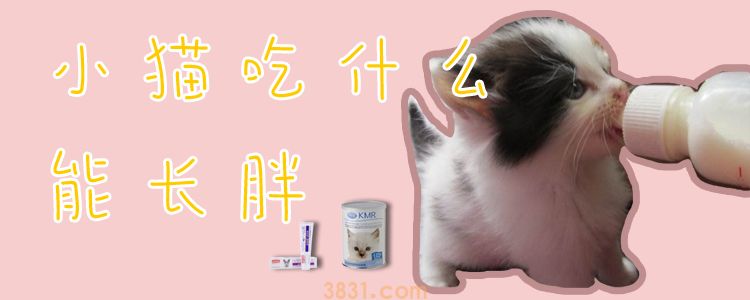 小猫吃什么能长胖(图1)