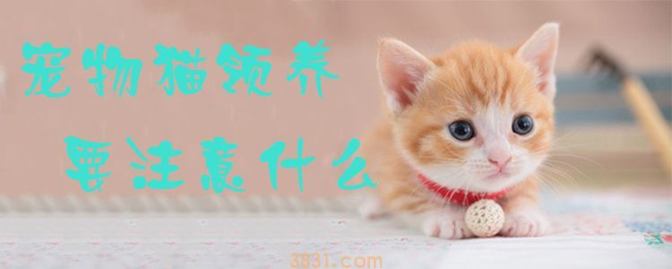 宠物猫领养要注意什么(图1)