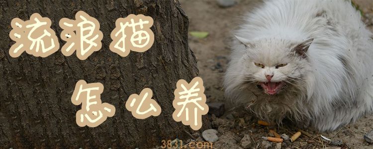 流浪猫怎么养(图1)