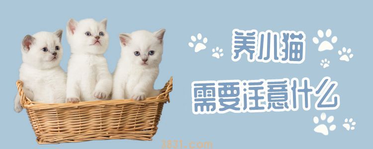 养小猫需要注意什么(图1)