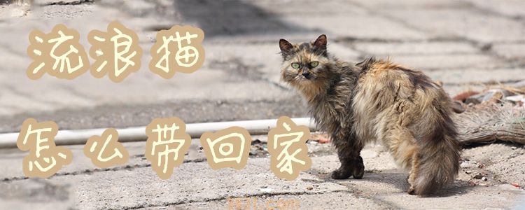 流浪猫怎么带回家(图1)