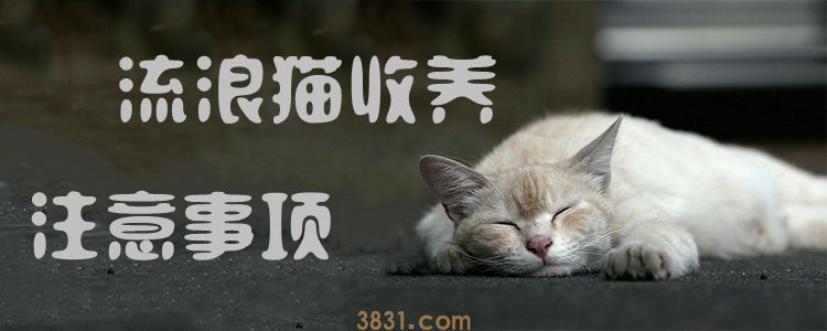 流浪猫收养注意事项(图1)