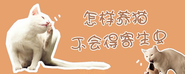怎样养猫不会得寄生虫(图1)