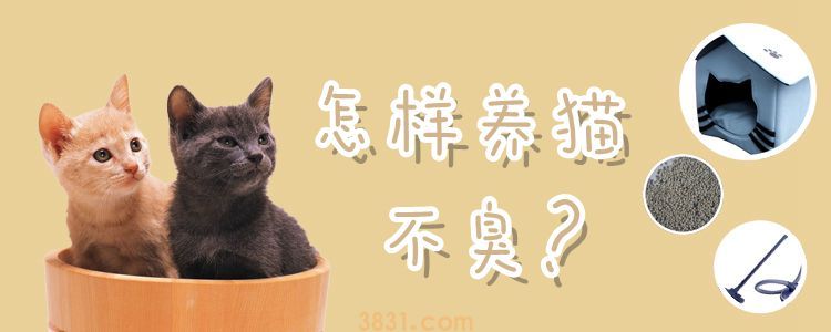 怎样养猫不臭(图1)