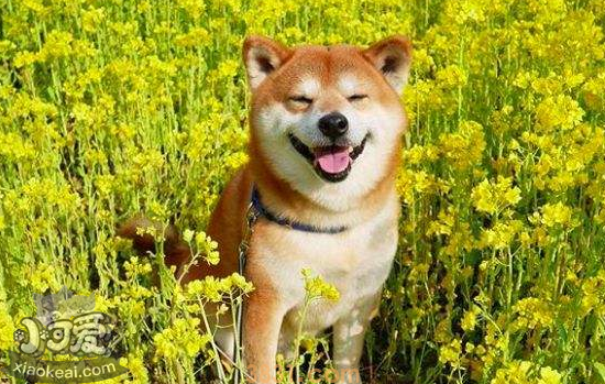 柴犬的微笑 会笑的狗狗你想养吗(图1)