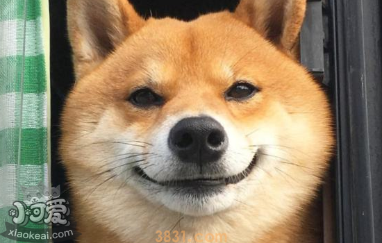柴犬的微笑 会笑的狗狗你想养吗(图2)