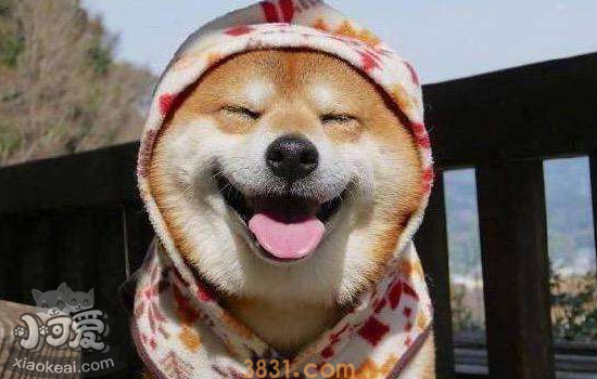 柴犬的微笑 会笑的狗狗你想养吗(图3)