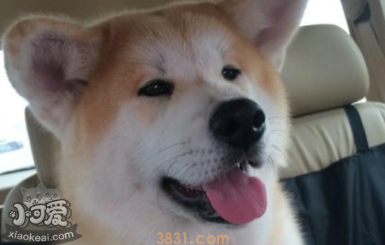 秋田犬的优缺点 看完你还会想养它吗(图1)